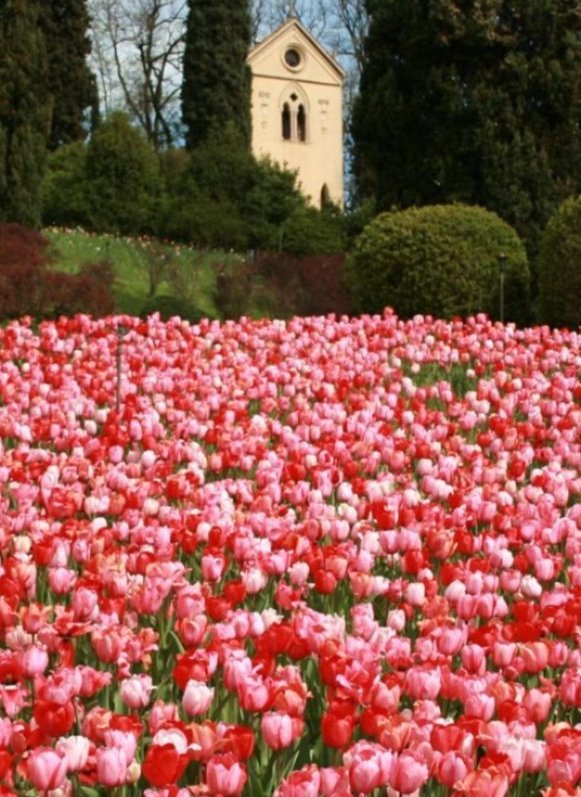 parco sigurta -  aspettando tulipanomania